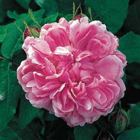 jacques cartier rose where to buy|jacques cartier roses.